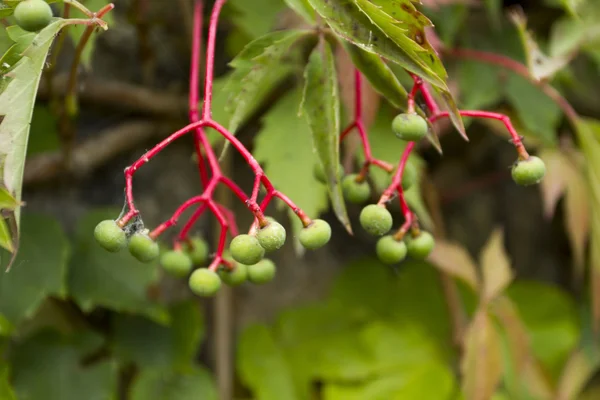 Bagas não maduras de uvas selvagens — Fotografia de Stock