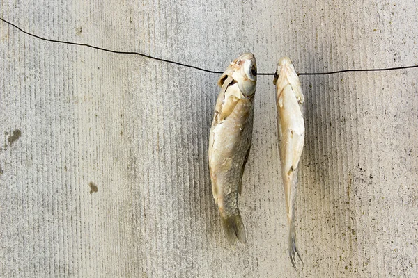 Peixe seco em um arame — Fotografia de Stock