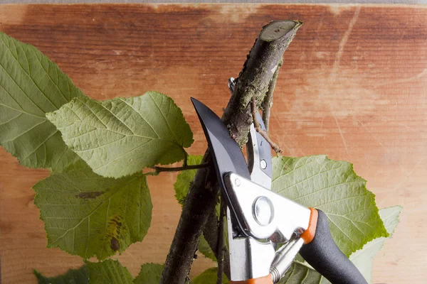 Gren och sekatörer — Stockfoto