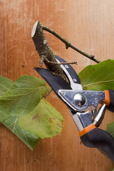 Branch and pruning shears — Stock Photo, Image