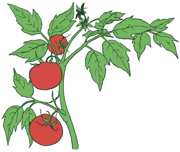 Tomates Bush — Vector de stock