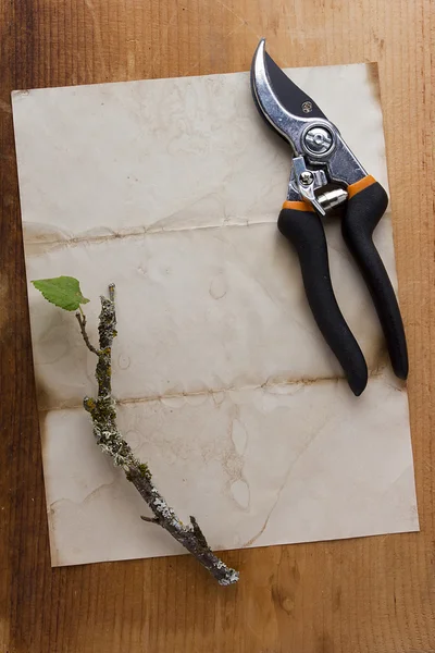 Cultivation of trees by trimming — Stock Photo, Image