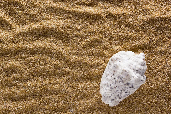 Seashell på en bakgrund av sand — Stockfoto