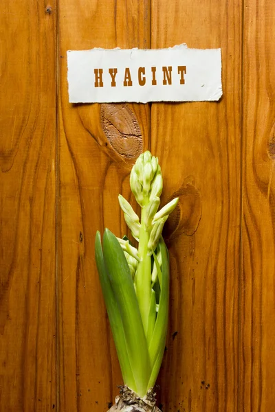 Giovani germogli Hyacint — Foto Stock