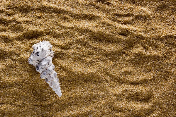 Background of sand with shell — Stock Photo, Image