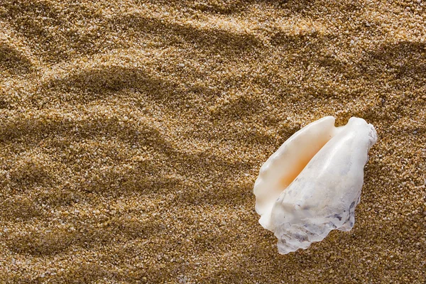 Seashell på en bakgrund av sand — Stockfoto