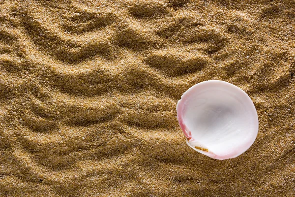 Tło piasku z powłoki — Zdjęcie stockowe