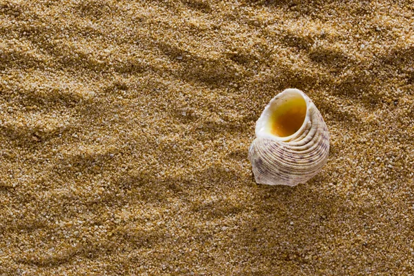 Υπόβαθρο της άμμου με το κέλυφος — Φωτογραφία Αρχείου