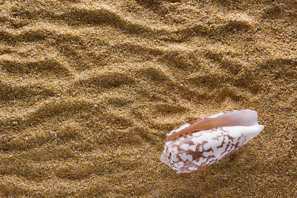 Hintergrund aus Sand mit Muschel — Stockfoto