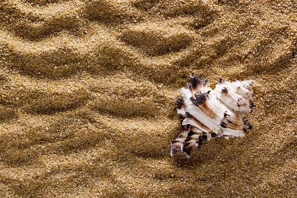 Background of sand with shell — Stock Photo, Image