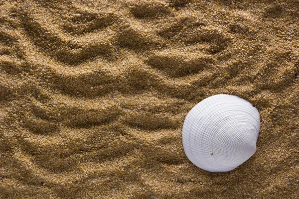 Hintergrund aus Sand mit Muschel — Stockfoto