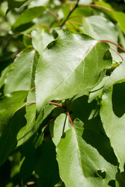 Sfondo naturale di foglie giovani — Foto Stock