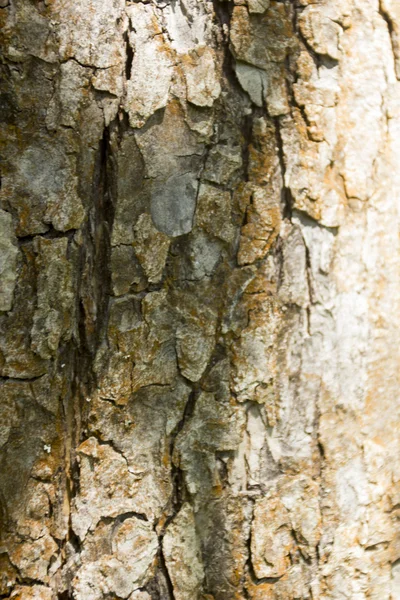 Jld apple tree — Stock Photo, Image