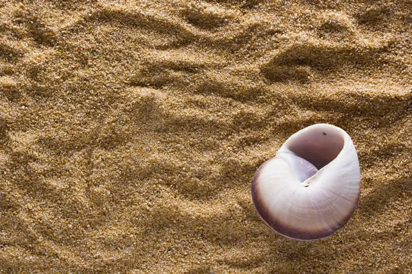 Bakgrund av sand med skal — Stockfoto