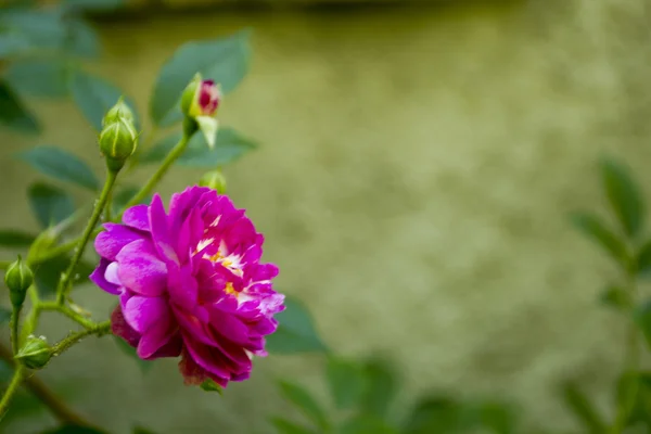 Jardin d'ornement rose — Photo
