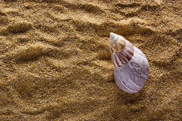 Bakgrund av sand med skal — Stockfoto