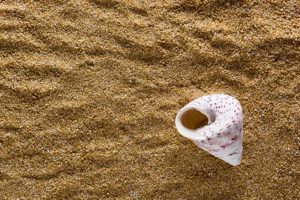 Фон песка с раковиной — стоковое фото
