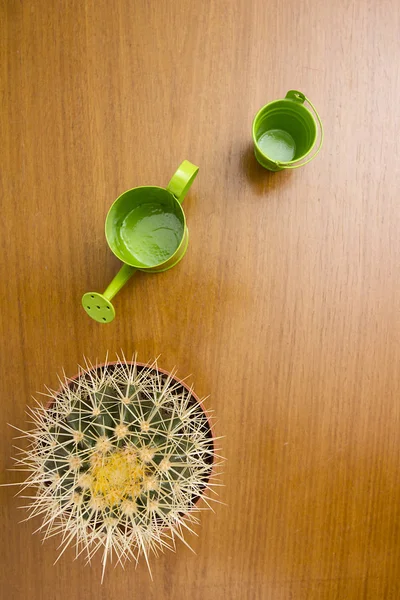 Styling care cactus — Stockfoto