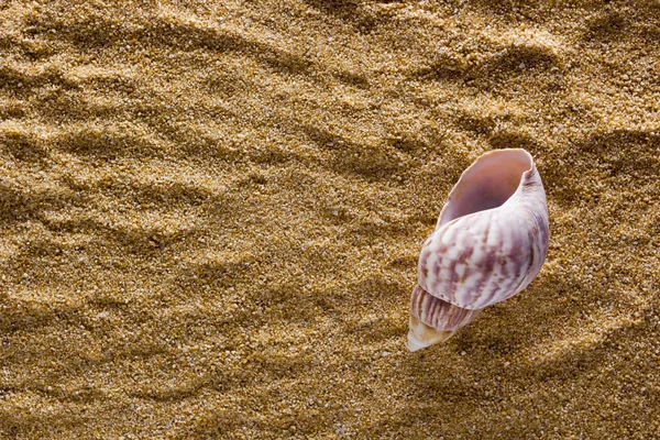 Hintergrund aus Sand mit Muschel — Stockfoto