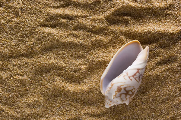 Hintergrund aus Sand mit Muschel — Stockfoto