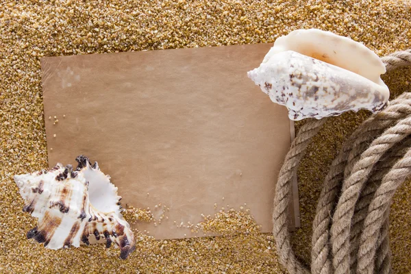 Concha oceânica na areia — Fotografia de Stock