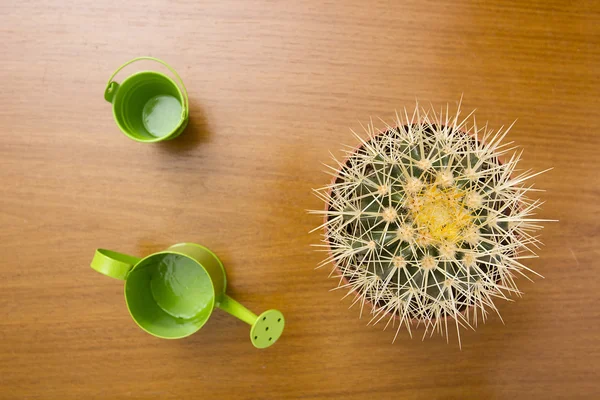 Kaktusz otthoni Kertész — Stock Fotó