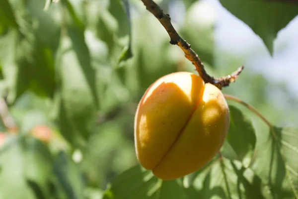 Melocotón en una rama de árbol — Foto de Stock