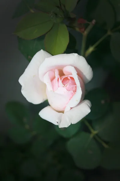 Flor decorativa de jardim - uma rosa — Fotografia de Stock