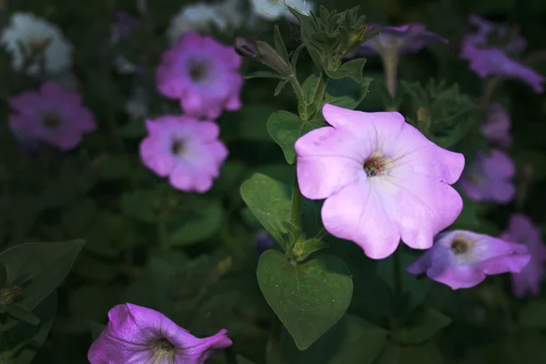 Decoratieve flower garden — Stockfoto