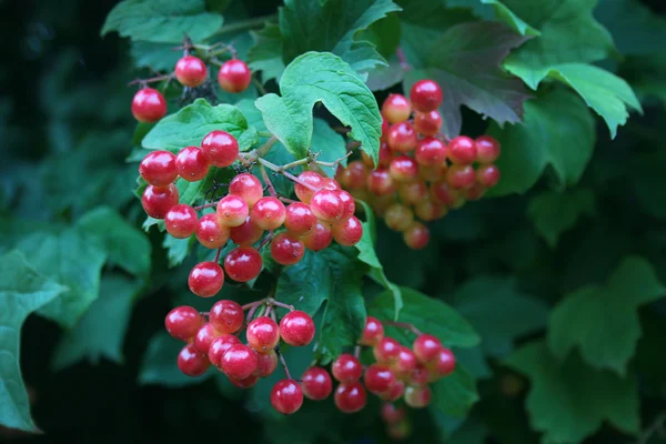 Garden ornamental plants - viburnum — Stock Photo, Image