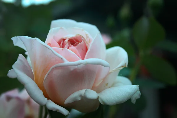 Dekorativ blomma trädgård — Stockfoto