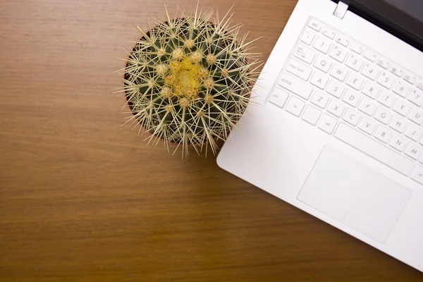 Cactus da ufficio — Foto Stock