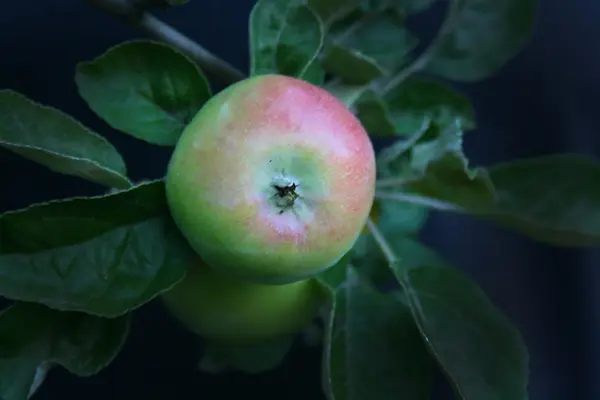 Ovocných stromů ovoce - jablko — Stock fotografie