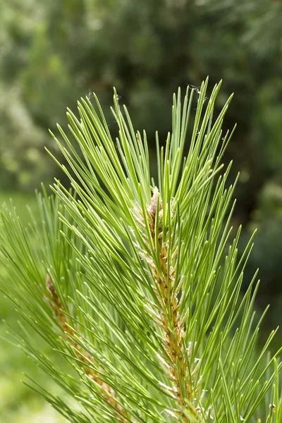 Fir tree branch — Stock Photo, Image