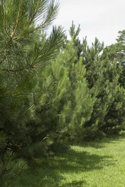 Pine in het wild — Stockfoto