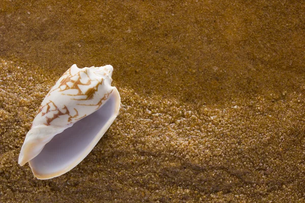 Concha marina en la arena marina — Foto de Stock