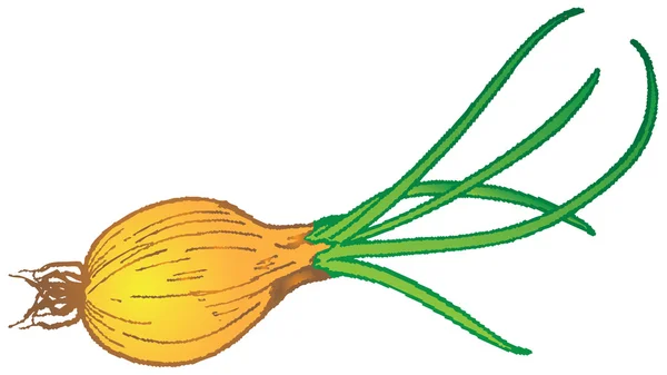 Onion with sprout green part — Stockvector