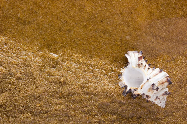Sea shell på sea sand — Stockfoto