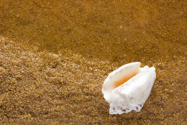 Sea shell on the sea sand — Stock Photo, Image