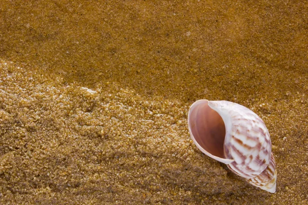 Sea shell på sea sand — Stockfoto