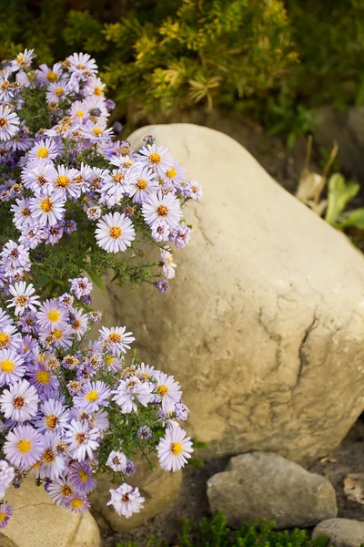 ランドス ケープ デザインの装飾的な多年生の花 — ストック写真