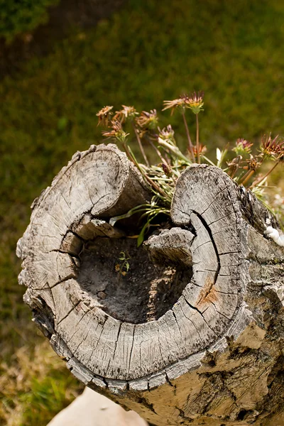 Viejo tronco de árbol cortado en la forma — Foto de Stock