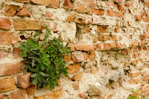 Alte Stadtmauer aus Ziegeln — Stockfoto