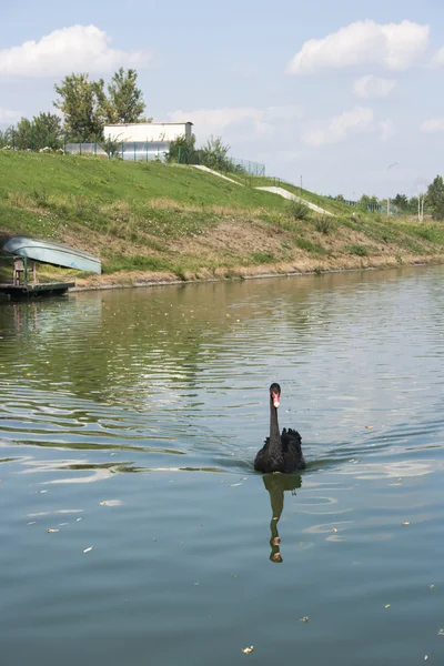 Cisne negro en su hábitat natural —  Fotos de Stock