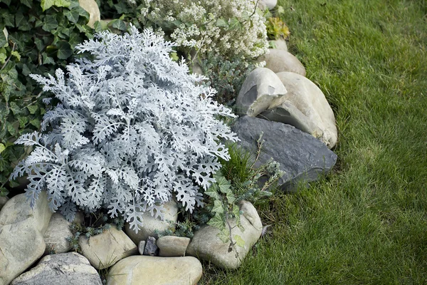 Flores perennes decorativas para el diseño del paisaje — Foto de Stock