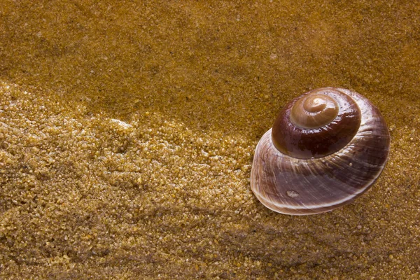 Sea shell på sea sand — Stockfoto