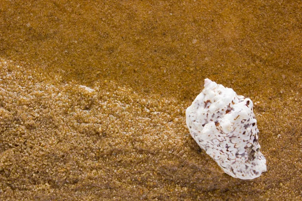 Sea shell på sea sand — Stockfoto