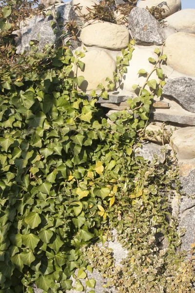 Albero sempreverde tra le rocce — Foto Stock