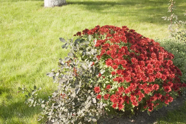Röda blommor i trädgården — Stockfoto