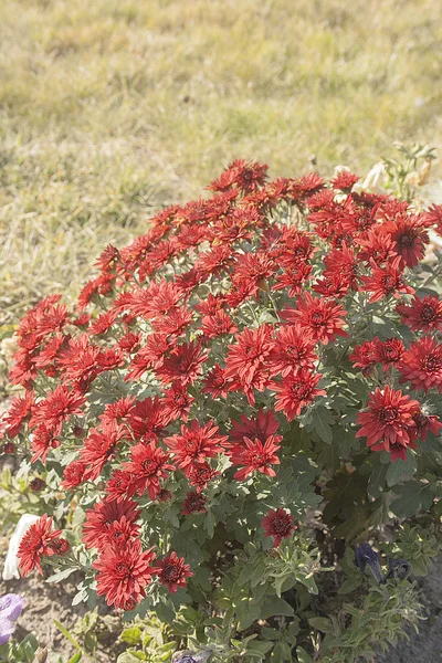 Bahçedeki kırmızı çiçekler — Stok fotoğraf